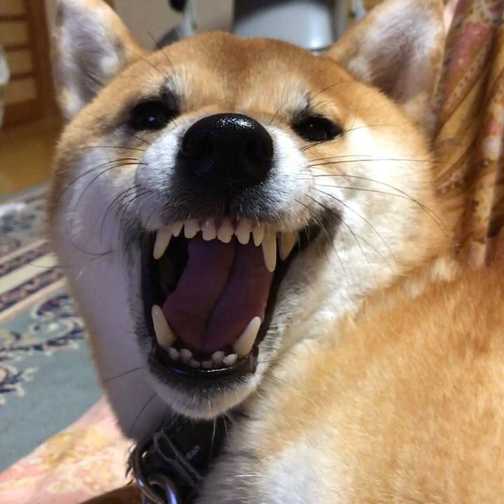 Caab0153 1c9d 4c3c 8bb5 5396fd08766a 1542893064204