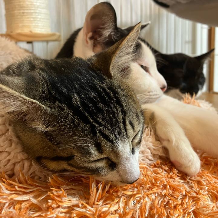 Caacd40a 74fb 4d5d 9181 d171afdbcd5f 1763992706793