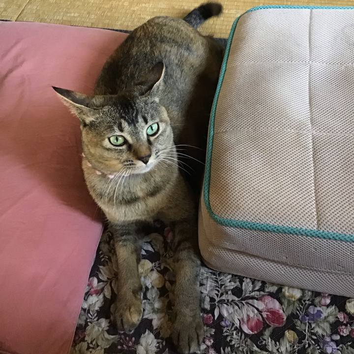 Caad1f0a edb8 46c7 837c 3baf58f2ae0f 1590728915220