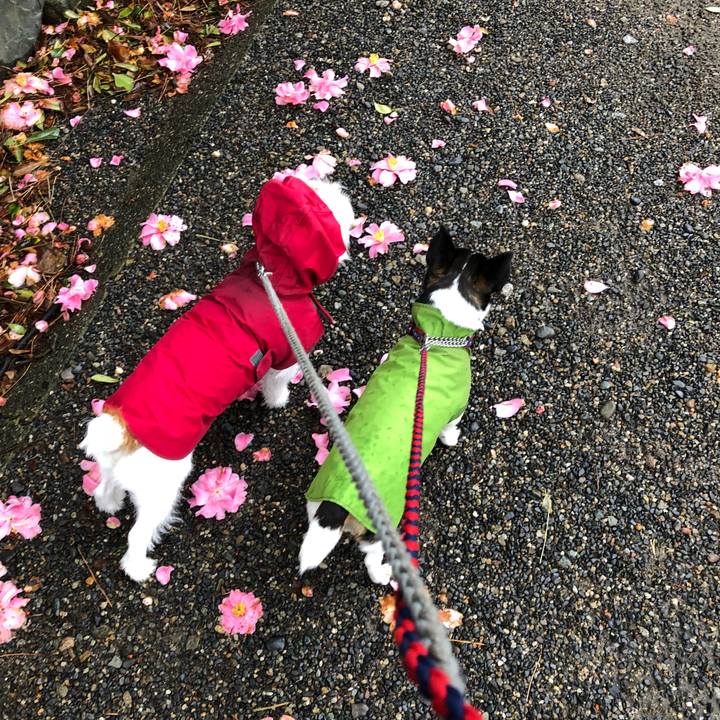 Caadddfc c91a 4eab b9f6 9478933afa79 1521778922794