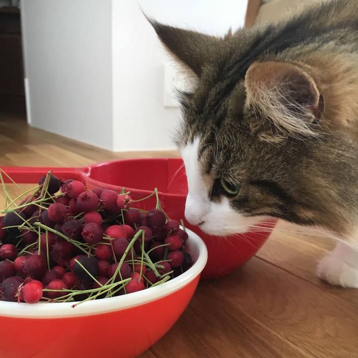 Caafe509 fff6 44bb 89d5 3c613b68bf4c 1527398058386