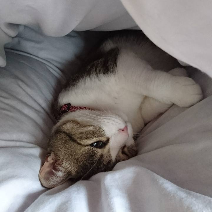 Cab0f730 b216 40fc 9b63 f0768d799ae5 1529280372447