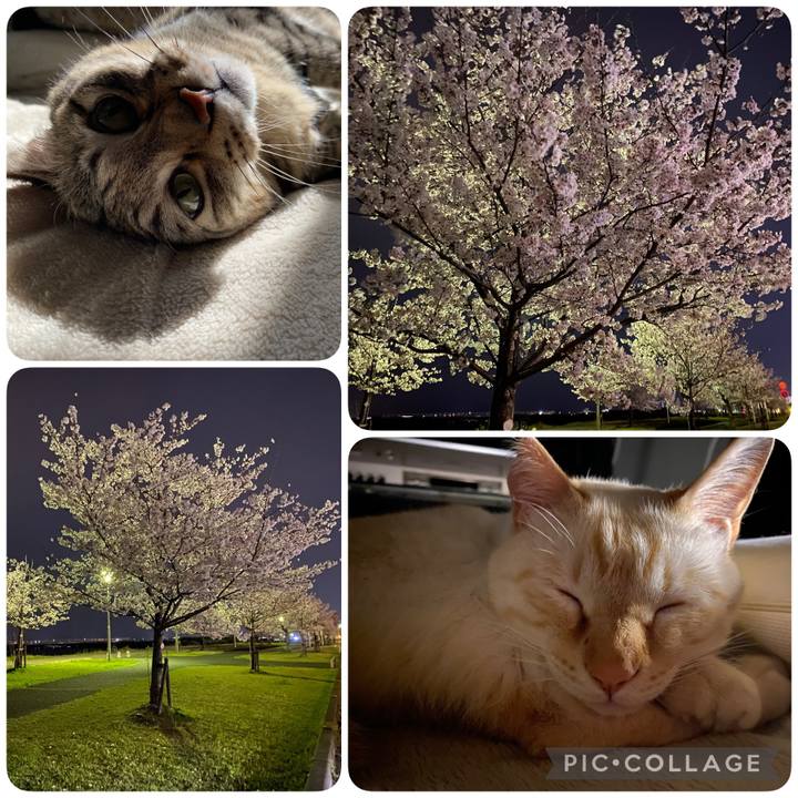 Cab1242f d85b 4d7c 9830 5fb380061674 1648819543701