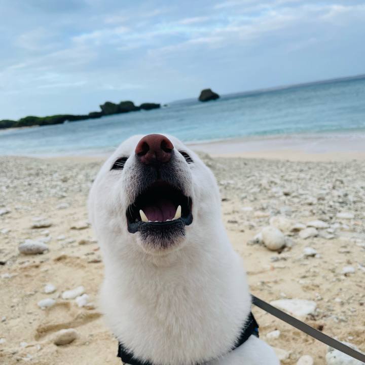 Cab21195 9893 45b0 b4d6 0ad46bde8e11 1663714363323