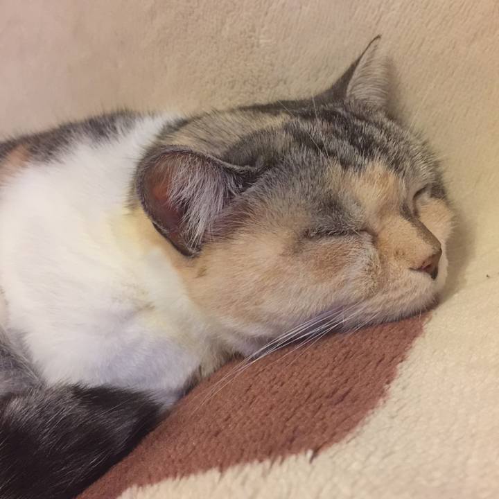 Cab763fc 10a8 45fa b10d 23d1106ab7bf 1574938068083