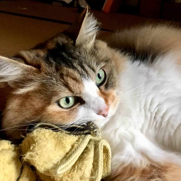 Cab9162e 7c3d 4486 8082 d5069ce7fb04 1560999069377