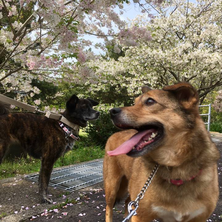 Cabaee85 9032 4e0f 8ad6 b22ca3faac4f 1553852629002