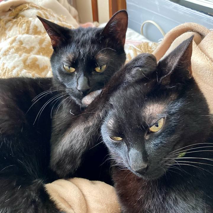 Cabb85dc 78e0 4370 b9f5 b5718a81db5f 1649491040113