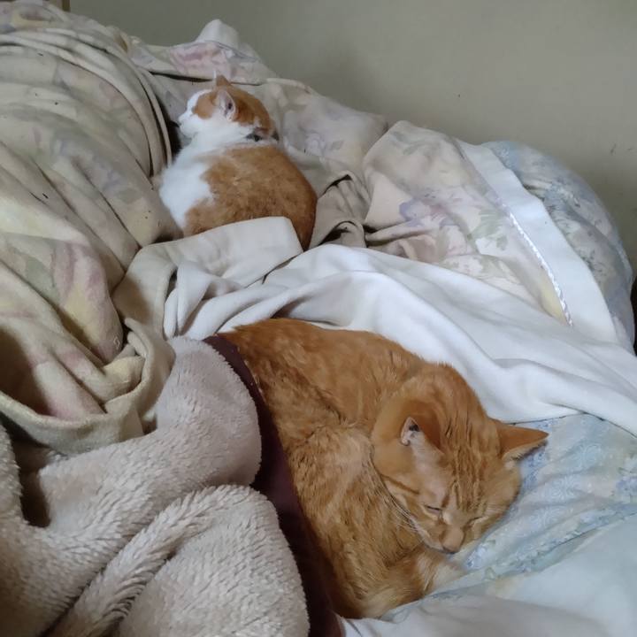 Cabbc8fa 726b 45c3 90b8 32cb62854b85 1766374109301