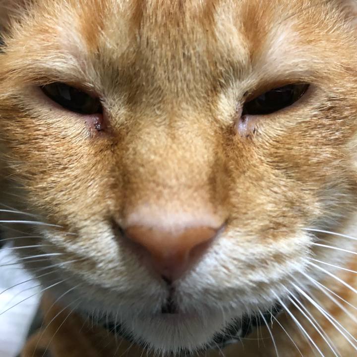 Cabce176 72a3 4d50 b458 2f55dd5eb78b 1586427142386