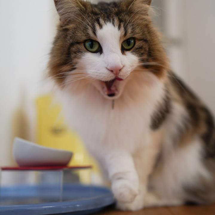 Cabf7689 a467 4d2a 8d6b d537fe358db1 1581926491734