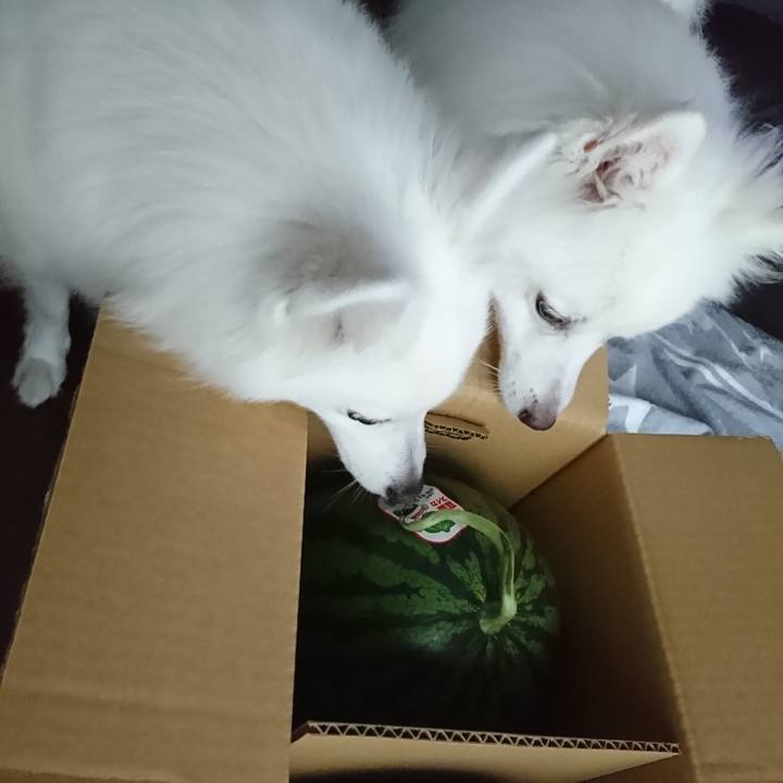 Cac314f1 cd00 415a afd2 9ba1c54af0b4 1590905551589