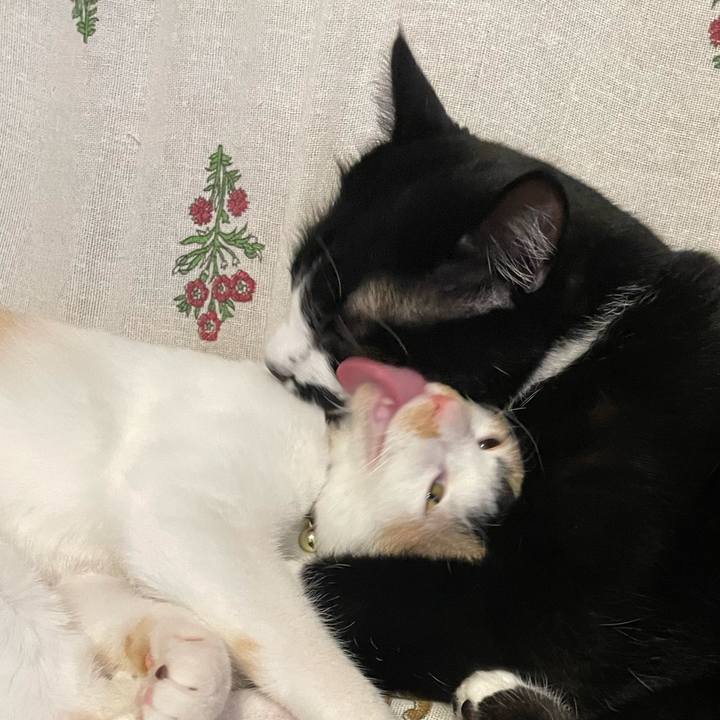 Cacac996 8688 4420 9460 2f0fbdce2a2a 1665729796308