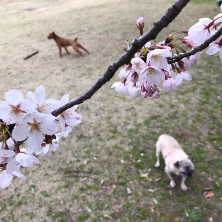 Cacb05ed a333 41d3 85a8 d4c7caba5ab2 1553819458703