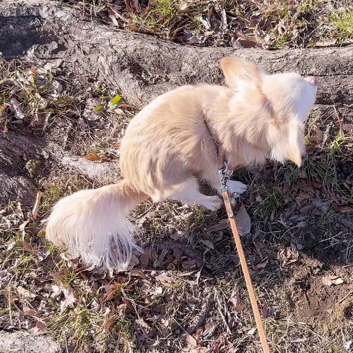 Cacc0563 e82f 449e acbf d620585663ed 1739522363407