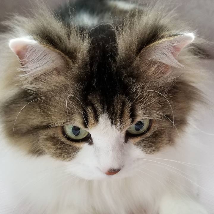 Cacc1b0f 91d2 41a4 9843 dac725490ecd 1556315523839