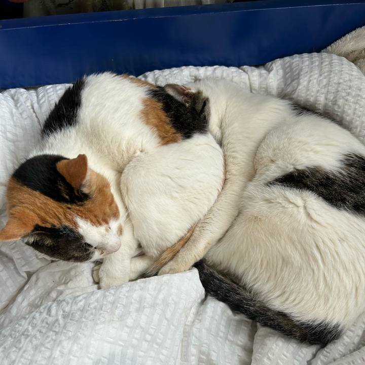 Caccf363 d393 42cf 96e8 344ee7c3afd2 1717145436215