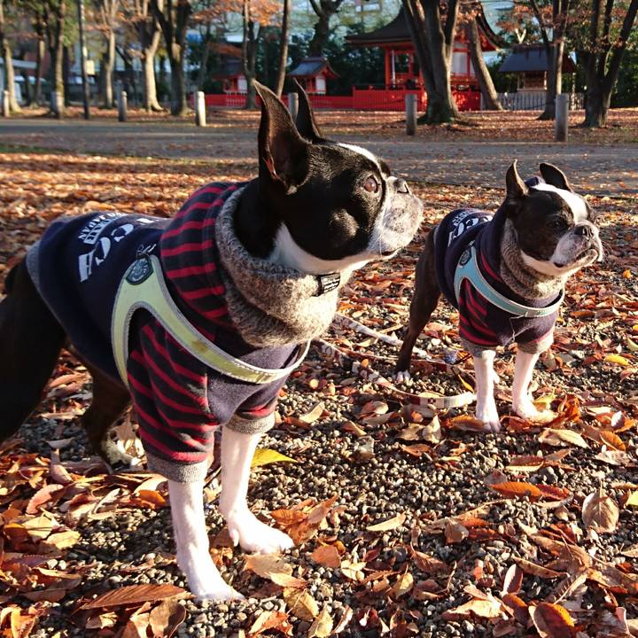 Cace5a0b 7ac6 43c3 a392 571606582f5b 1512444504564