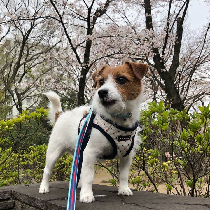 Cace6124 5d7e 4195 b630 ee598b5fbc0f 1553926157360