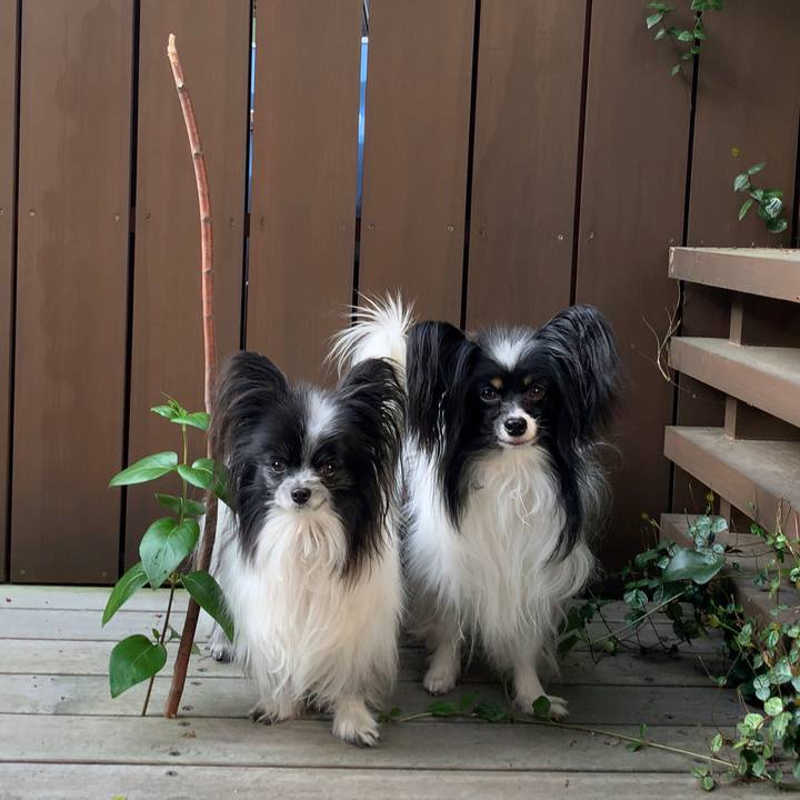 Cacea272 f6f0 4623 be11 7dd65974df5c 1586900498872