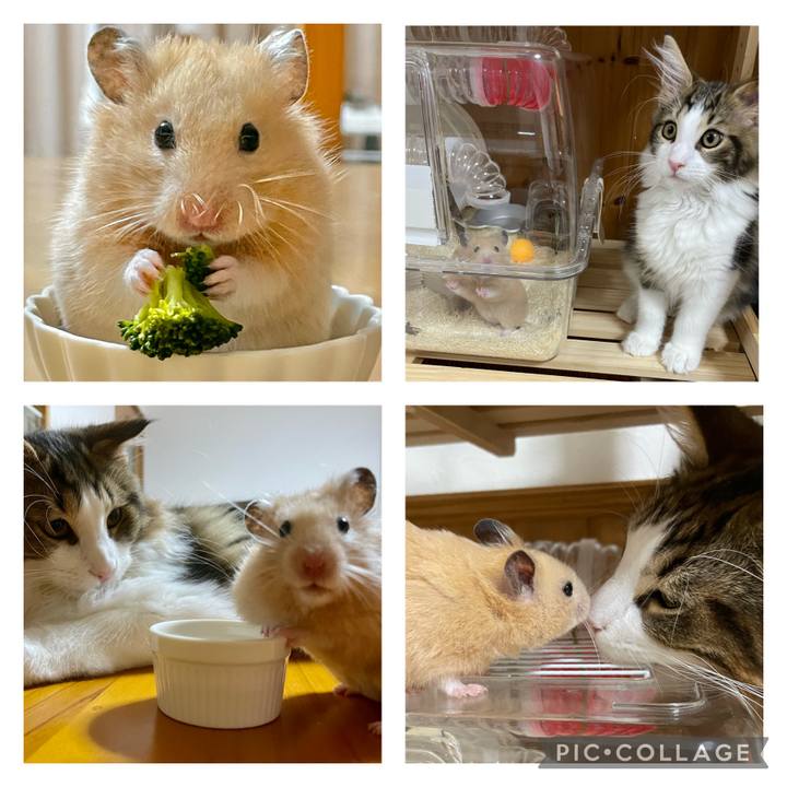 Cad1518b dc3b 4331 9e76 93fc80acb24d 1661939801775