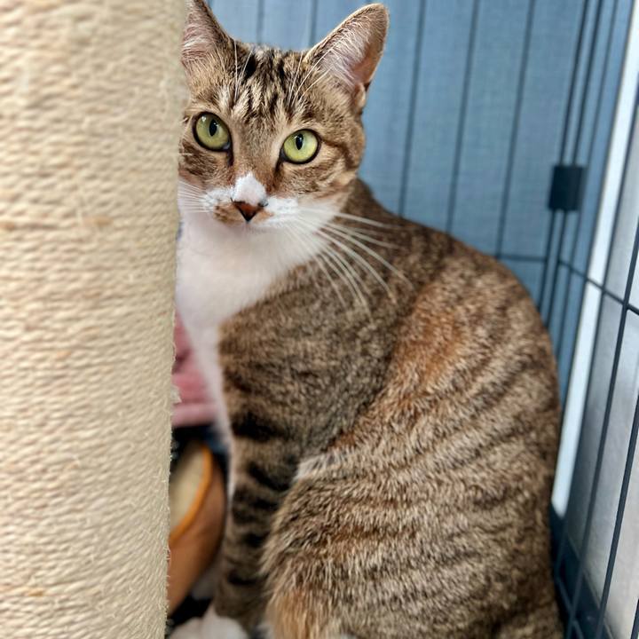 Cad1f520 6bda 421d b24b 75720352477b 1763217479474