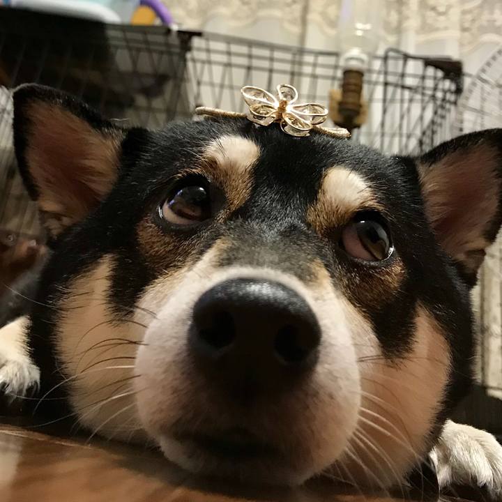 Cad32e4e 3ed2 425d 93e6 e4ab8ab957d1 1511862380161