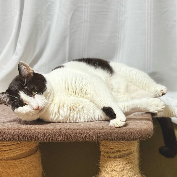 Cad85502 9d08 4c91 b4cf a7b91b14aa02 1742955914833