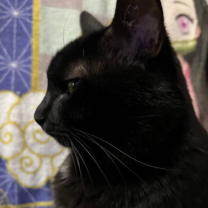 Cad94e5f f4c4 4015 9573 ad2b1906a1d9 1767606418326