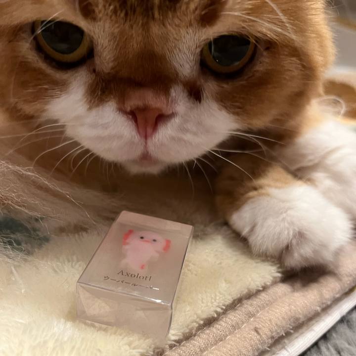 Cad9deaa 16d7 4062 b6d7 483926f0d95c 1770818884415