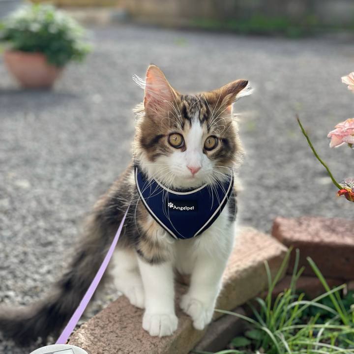 Cada8ad2 a4d3 4c93 9e3d 521aa5c27bc4 1633853562187