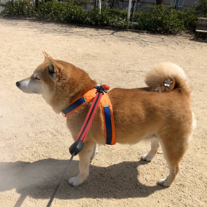 Cadb9c0c 5493 411a 8deb 8a9f5a2385fd 1585313144973