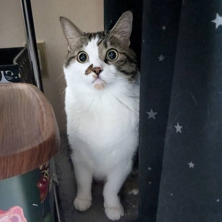 Caddc021 9eac 424e a1bb f9793aafc047 1730554401866