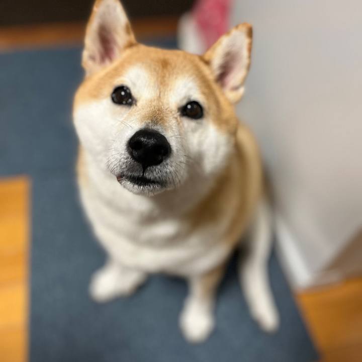 Cae39c54 f30d 42f4 816d 004ee1c2b01a 1701341928511