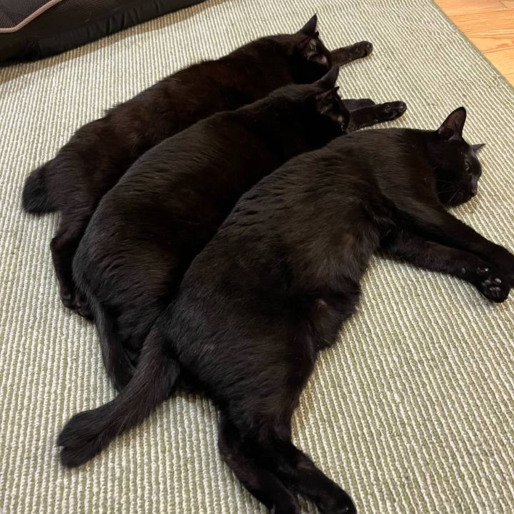 Cae3cf27 83b4 4a40 be18 58c746cae862 1706495187253