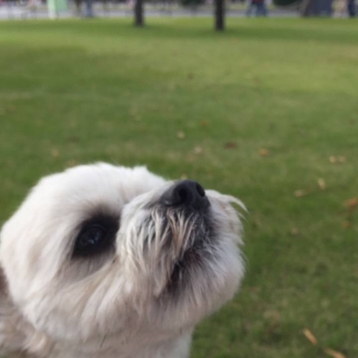 Cae4fe99 a333 4a08 bcd0 b7d6cf49392b 1510397402629