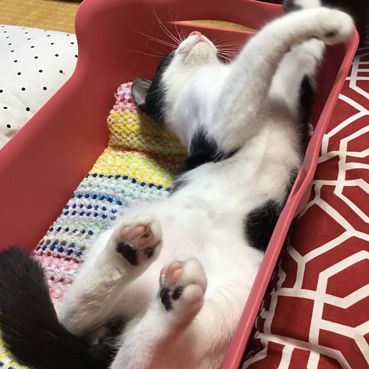 Cae53d92 f647 4e85 98df 9e618470c433 1626591116796