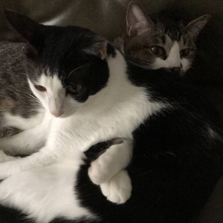 Cae55455 28e5 42f6 b1d4 ebc467e8e3f7 1507979152207