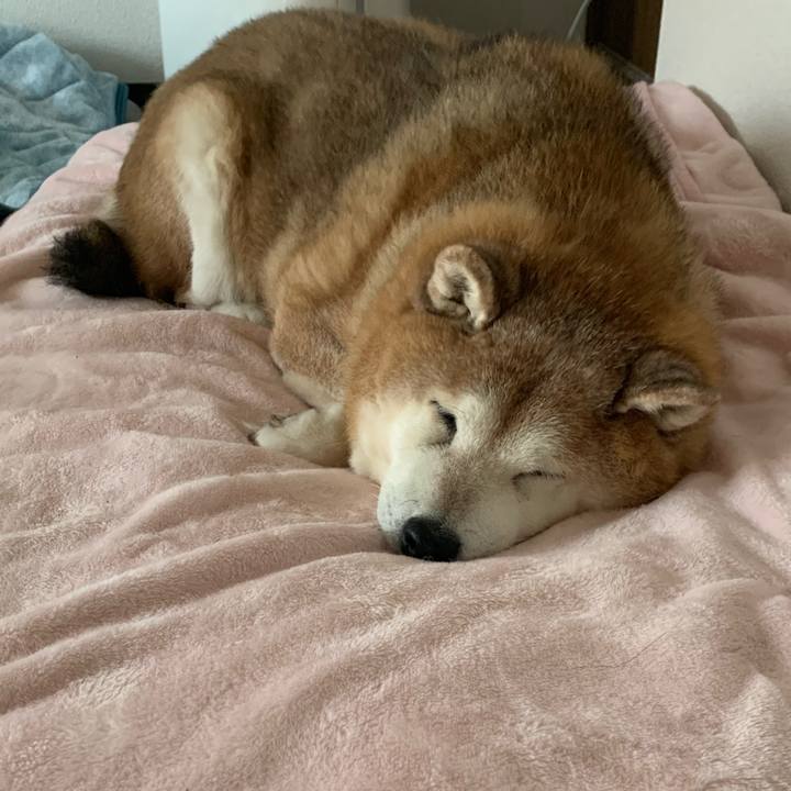 Cae7ae88 2a72 4aeb a78c e4e139f14f6e 1611575654637