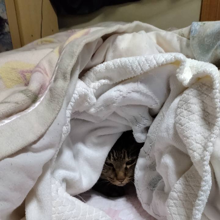 Caea23c0 2dab 413a a626 00325135bb28 1697333453786