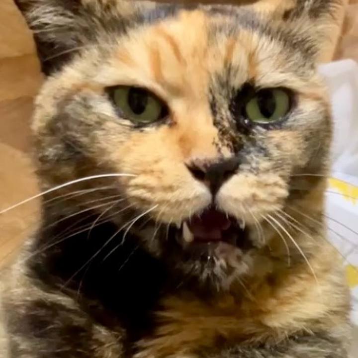 Caeb9ead 3d4e 4cd3 9e2a b6ff0551ed21 1730367779447