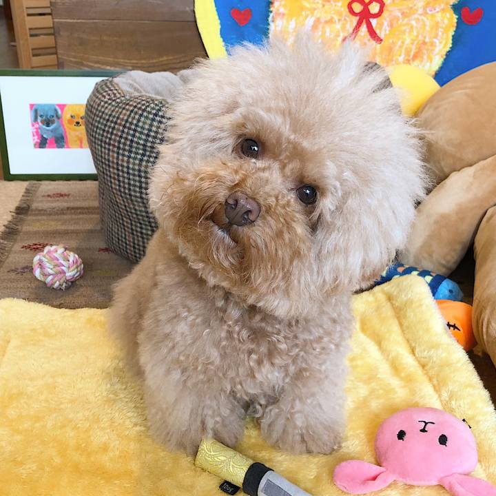 Caebce7e 4a26 40ef b45c bb3a7268313c 1544415114124