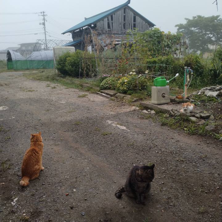 Caee40be a650 4629 ba57 ada036a419d1 1757239761405