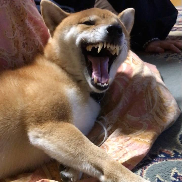 Caef4107 5f65 487a 9d6e d8667a91aa80 1514796604956