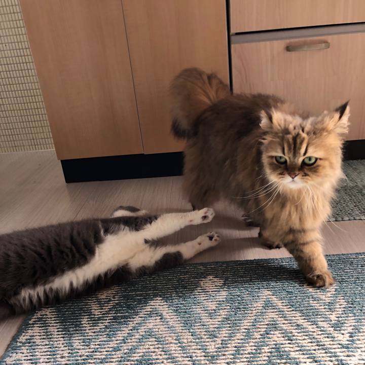 Caf069bd 8b2c 408e 85d5 8e52161222e6 1557130644771