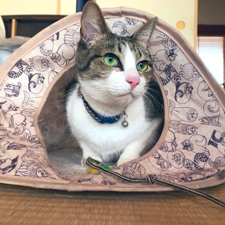 Caf13f92 593b 465e b73a b8aee123088b 1575980783817