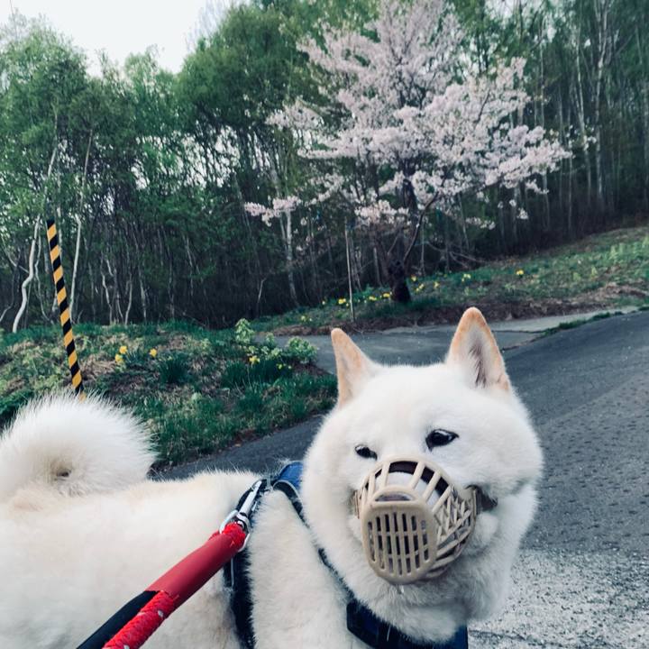 Caf2bffc 8b45 40bf 84f5 848490fe751c 1651868566736