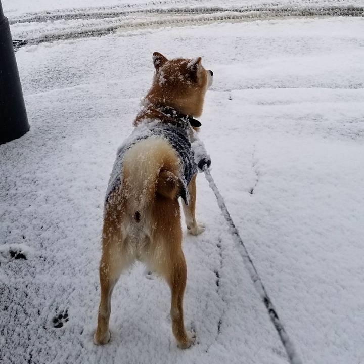 Caf2ee73 83e2 49ba af66 a0dd8274b8e1 1513141457955