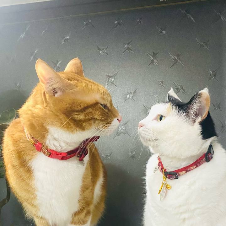 Caf3ced8 768b 461d 9d5f c26526d27c2e 1706434620532