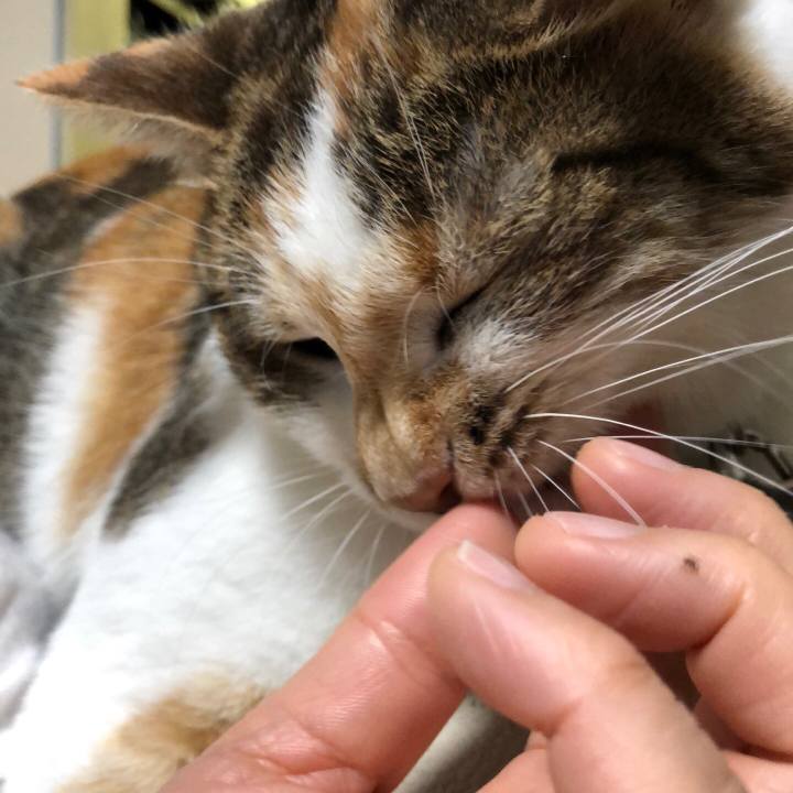 Caf44115 c9f8 4e1f ac1a 37d809abeabf 1535809534988